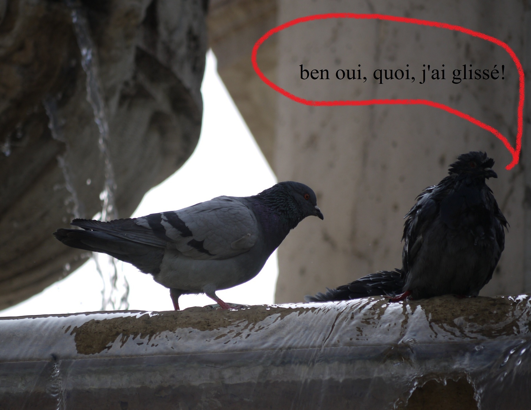 Deux pigeons s’aimaient d’amour tendre | Le Journal des Coutheillas